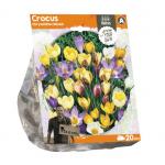 Baltus Crocus Chrysanthus Mix bloembollen per 20 stuks